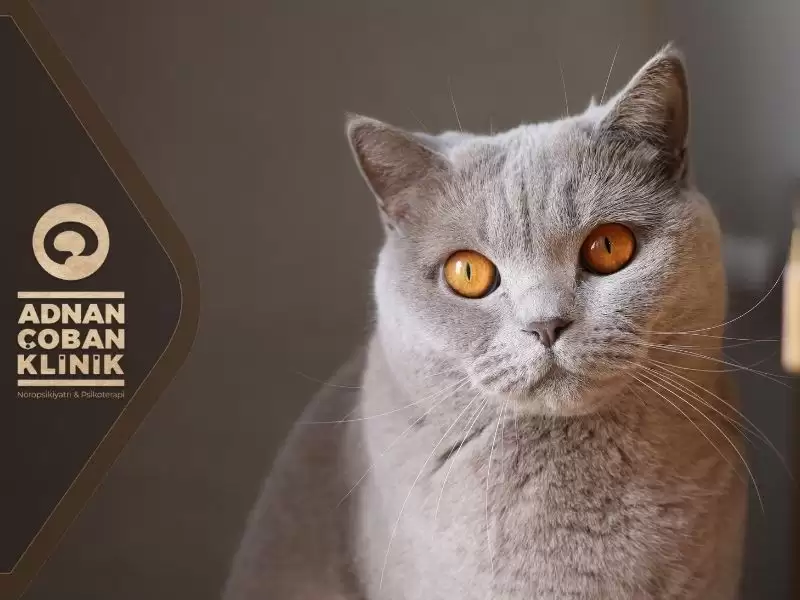 kedi-korkusu-iyilesir-mi